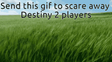 Destiny2 Grass GIF - Destiny2 Grass Touch Grass GIFs