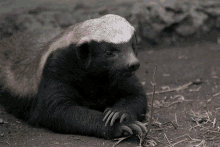 Honey Badger Dont Care GIF - Honey Badger Dont Care Idgaf GIFs