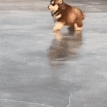 a puppy is walking on a frozen lake .