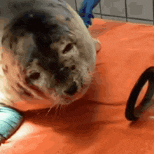 a seal is laying on an orange blanket with a rubber band