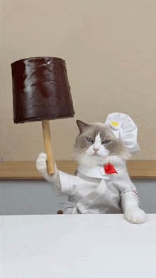Cat Dance Chef Puff GIF - Cat Dance Chef Puff Cat GIFs