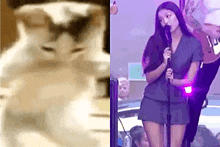 Aghostisawish Olivia Rodrigo GIF - Aghostisawish Olivia Rodrigo Cat GIFs
