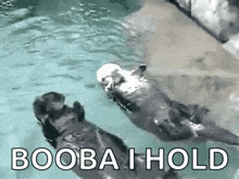 Holding Hands Otters GIF