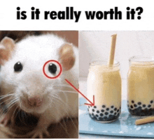 a picture of a rat next to a picture of a bubble tea