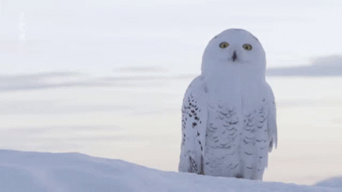 Snow Owl GIF - Snow Owl - Discover & Share GIFs