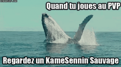 Kame Sennin Baleine GIF - Kame Sennin Baleine PVP - Discover & Share GIFs