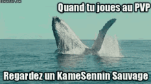 Kame Sennin Baleine GIF - Kame Sennin Baleine Pvp GIFs