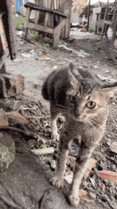 a cat standing on a dirt road with a chair in the background