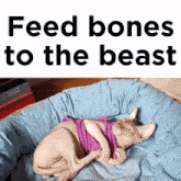 Feed Bones To The Beast Sphynx Cat GIF