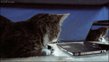 a cat is looking at a dell laptop