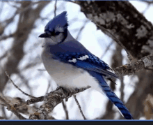 Blue Jay Bird GIF - Blue Jay Bird Bird On Tree GIFs