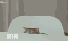 Who Cat GIF - Who Cat Pet GIFs