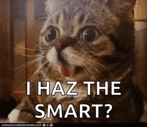 Haz Cat GIF - Haz Cat Smart GIFs