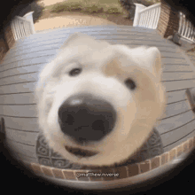 Doorbell Dog GIF - Doorbell Dog GIFs
