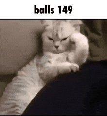 a white cat is laying on a person 's lap and looking at the camera with a caption that says balls 149 .