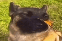 Butterfly Dog GIF