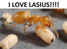 Ants Lasius GIF
