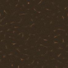 a close up of a green and blue circular pattern on a brown background