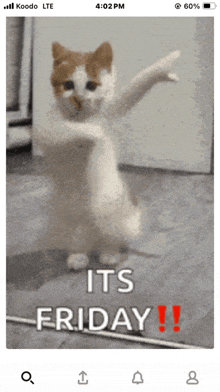 a phone screen shows a cat dancing and says it 's friday !