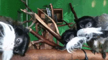 a group of monkeys are sitting on a tree branch .