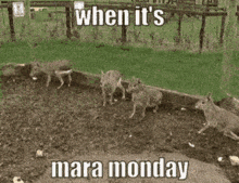Mara Mara Monday GIF - Mara Mara Monday Monday GIFs