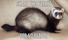 a ferret with the words share this ferret for no reason