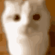 a close up of a white cat 's face with brown eyes