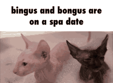 Bingus Bongus GIF - Bingus Bongus Date GIFs