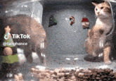 two cats are in a glass bowl with christmas ornaments hanging from the ceiling and a tiktok watermark on the bottom