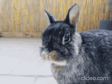 Bunny Sniffing GIF - Bunny Sniffing Cute GIFs