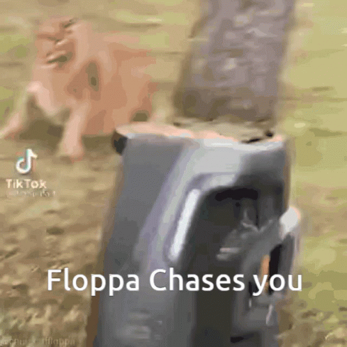 Floppa GIF - Floppa - Discover & Share GIFs in 2023
