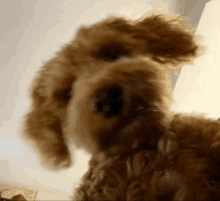 Puppy Selfie GIF