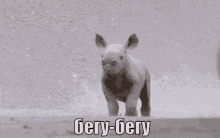 носорог  животные бегу бежать спешить опаздывать GIF - Rhino Animal Baby GIFs