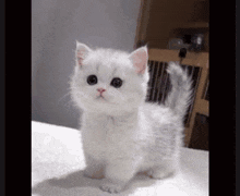 Cat Cute Kitty Kitten GIF - Cat Cute Kitty Cat Kitten GIFs
