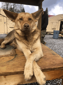 a dog is laying on a wooden table with its legs crossed