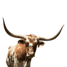 diegodrawsart texas tx vote early yall longhorn