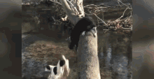 Dogs Fall In Water GIF - Dogs Fall In Water Funny GIFs