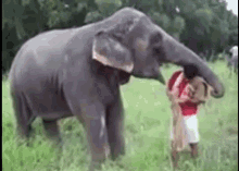 Elephant Senthil GIF - Elephant Senthil Love GIFs