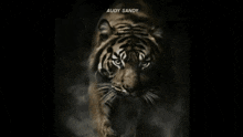 a picture of a tiger with the words secchamp in white letters