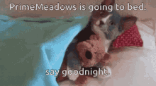 Primemeadows Bedtime GIF - Primemeadows Bedtime Goodnight GIFs