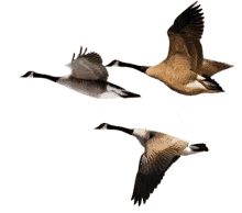 buongiorno fly bird goose migrating birds
