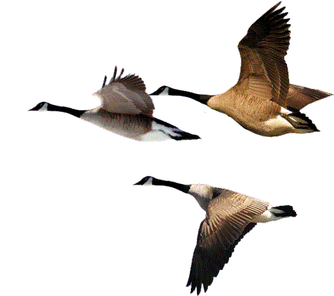 flying duck gif