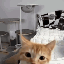 Hello Cat Hi Cat GIF - Hello Cat Hi Cat Ruocgiff GIFs