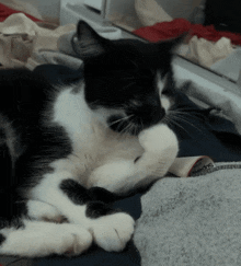 a black and white cat is laying on a blanket with a supreme shirt on it
