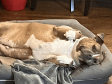 a brown and white dog laying on its back on a bed