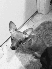 Bobblehead Dog GIF - Bobblehead Dog Chihuahua GIFs