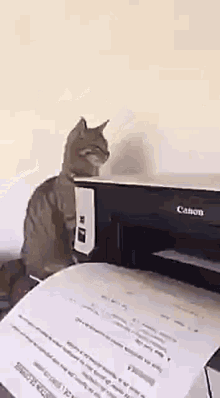 cat printer surprised