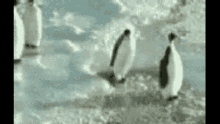 Hello Penguin GIF - Hello Penguin Penguin_meme GIFs