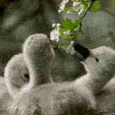 Baby Swans Feeding On Flowers Robert E Fuller GIF - Baby Swans Feeding On Flowers Swan Robert E Fuller GIFs
