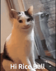 Riceball Cat GIF - Riceball Cat Smile GIFs